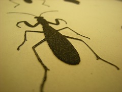 立体コピー機で作った虫の絵