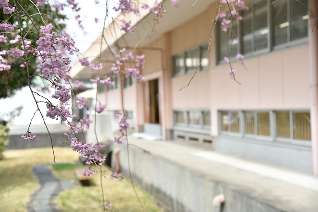 校内の桜の写真