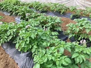 圃場