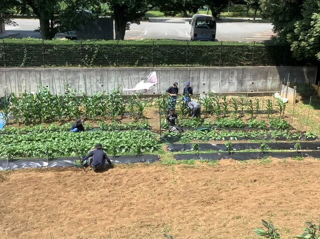 R6畑全体