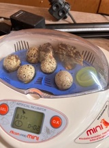 生物部