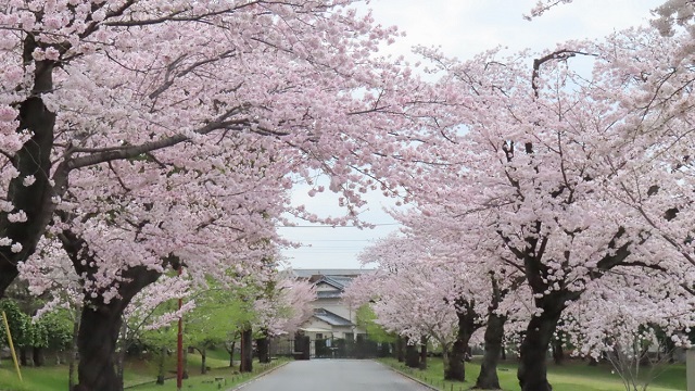中央道