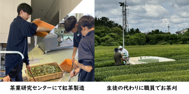 紅茶製造