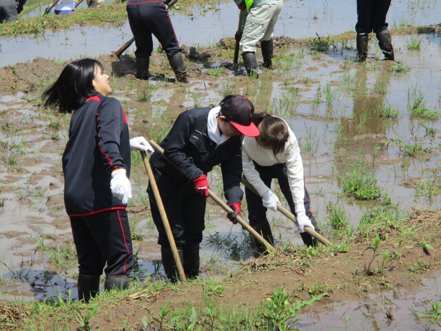 棚田②