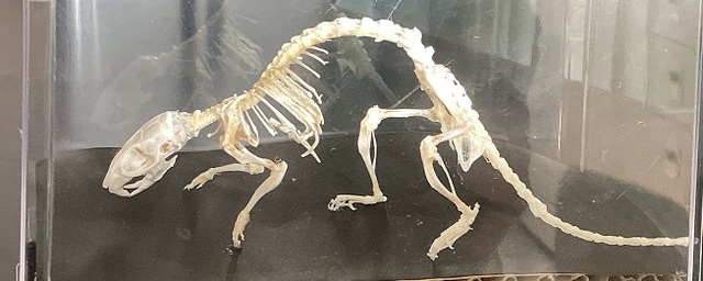 自然科学系列