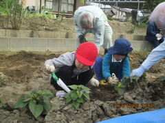 2人の幼児が並んでいもを掘っている様子
