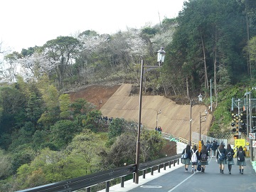 さくらの散策路