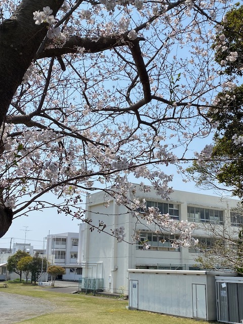 校庭の桜