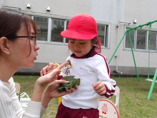 かしわもちをたべたよ