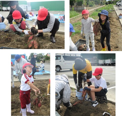 いもほり 4枚の写真。土の中からサツマイモを掘り出す児童や、掘ったイモを持ち上げる幼児と児童の様子。重そうな表情をしている子がいる。