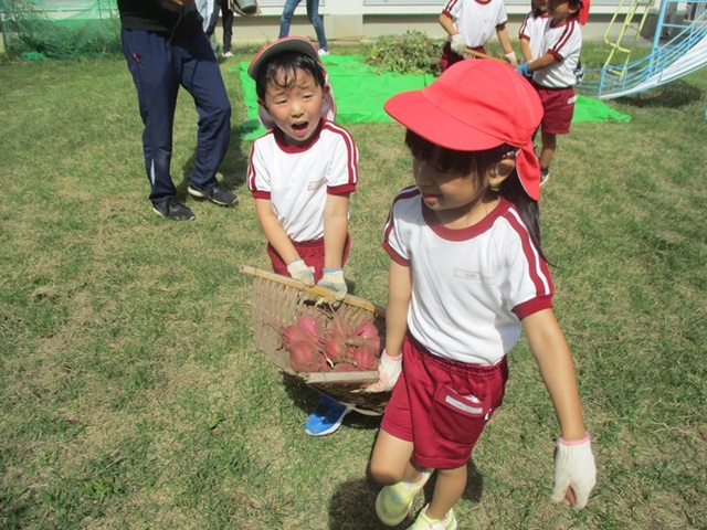 さつまいもが ほれたよ１
