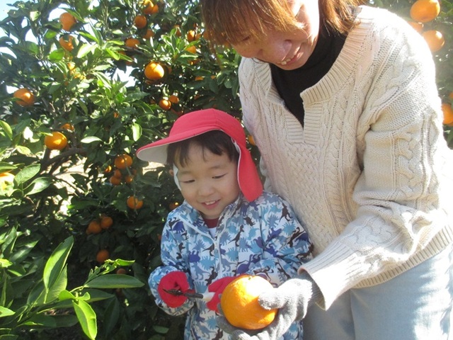 みかんきり①