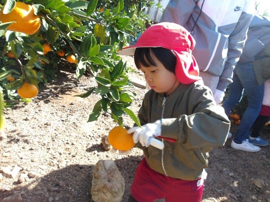 みかんきり③