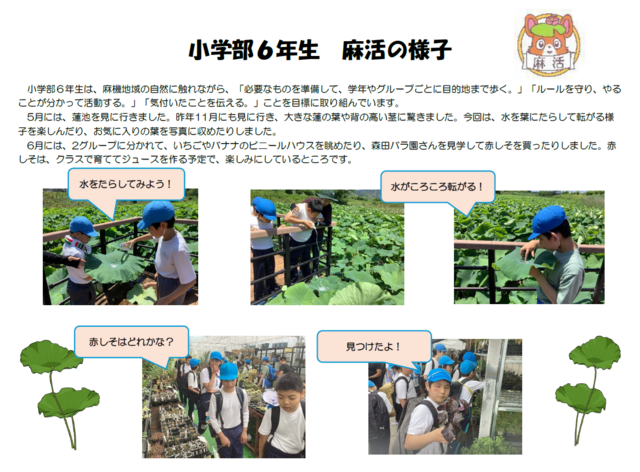 小6麻活しそ 小6麻活しそ