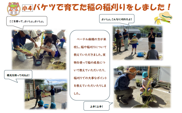 小４稲刈り