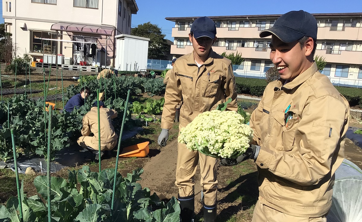 3年収穫