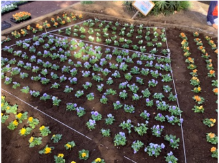 中学部　花植え６