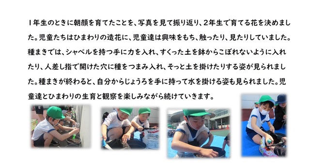 ひまわりを育てよう