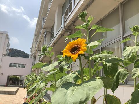 himawari1