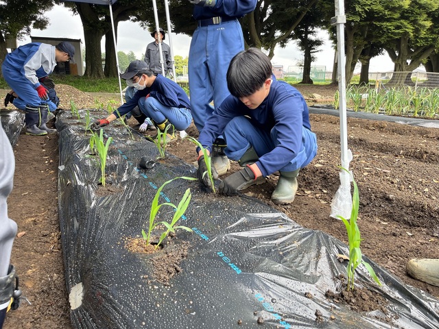 夏野菜　苗植え②