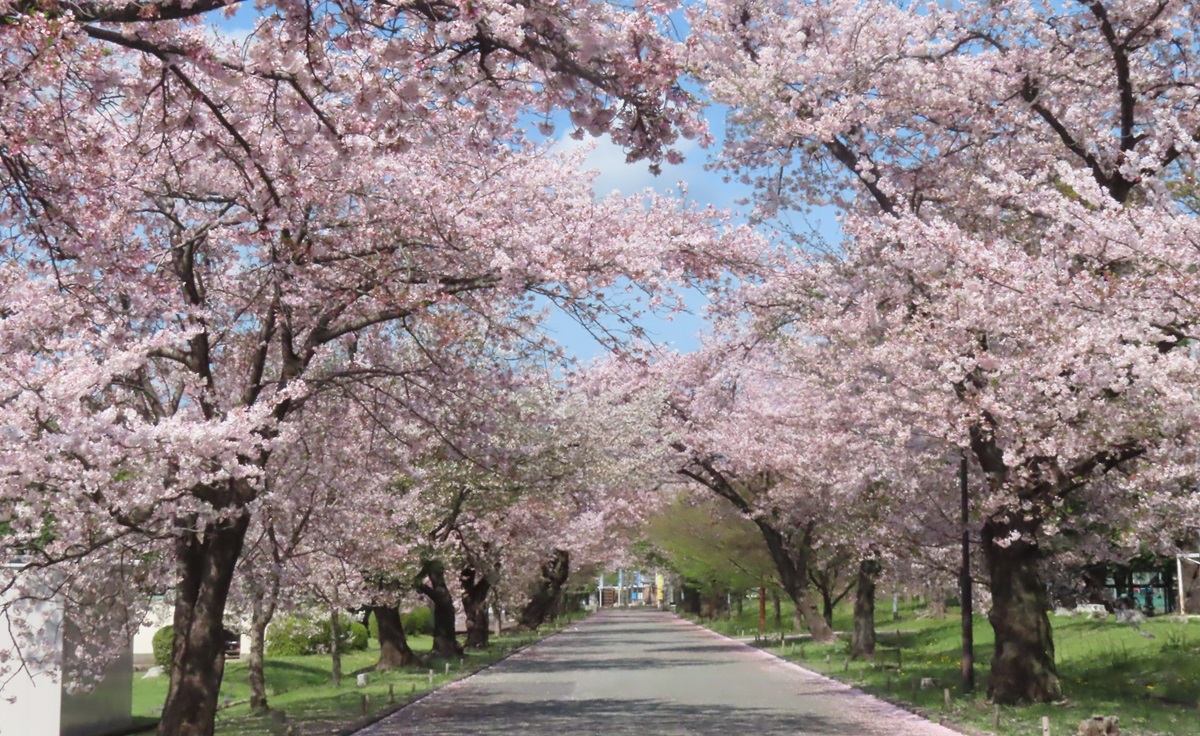 中央道の桜