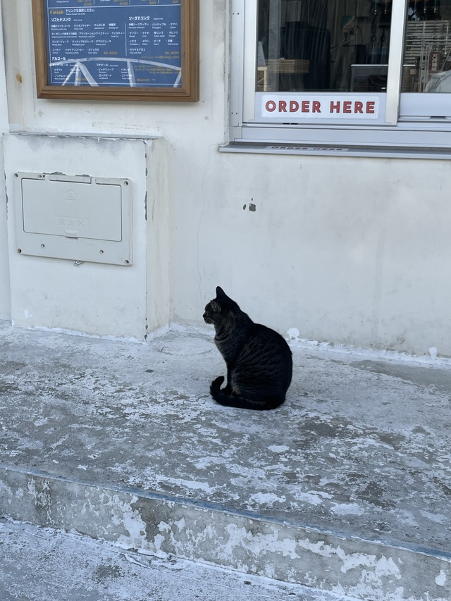 猫一匹