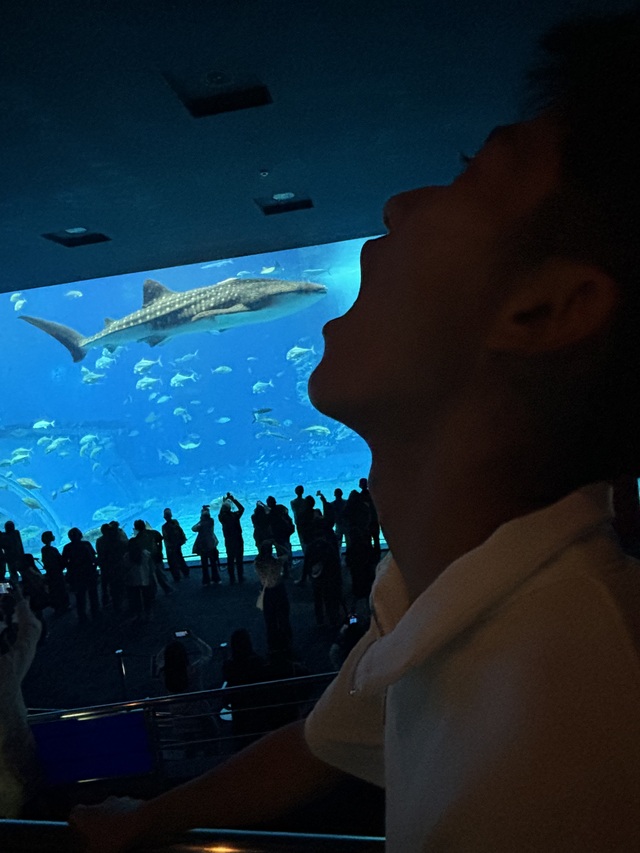 ジンベイザメを食べる