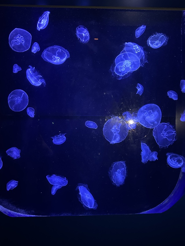 クラゲ