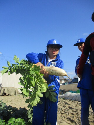 中学部１年　生活単元学習「菊司さんの畑で野菜を育てよう②」