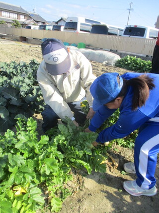 中学部１年　生活単元学習「菊司さんの畑で野菜を育てよう②」