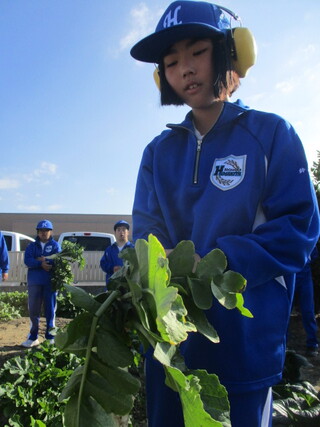 中学部１年　生活単元学習「菊司さんの畑で野菜を育てよう②」