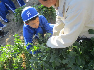 中学部１年　生活単元学習「菊司さんの畑で野菜を育てよう②」