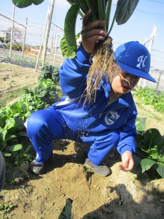 中学部１年　生活単元学習「菊司さんの畑で野菜を育てよう②」