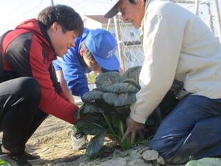 中学部１年　生活単元学習「菊司さんの畑で野菜を育てよう②」