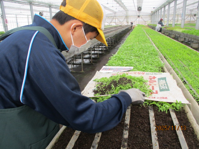 企業：根葉抜き