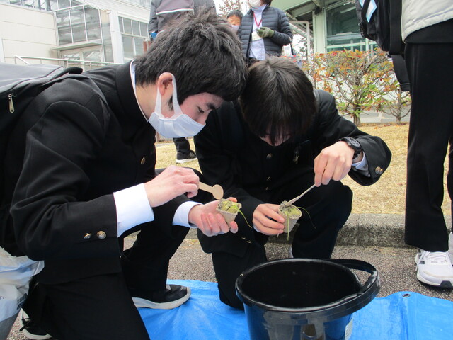 アマモ植え替え①