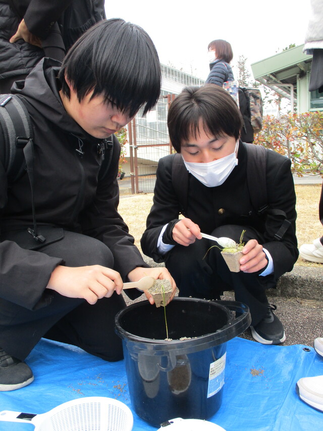 アマモ植え替え②