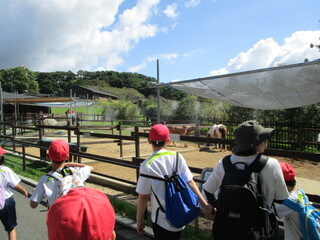 カンガルーゾーン