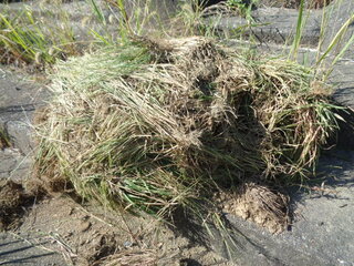 環境整備活動２