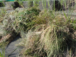 環境整備活動２