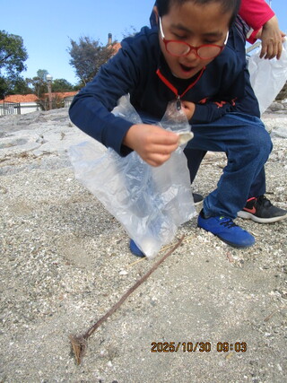 夢中で貝を拾う様子