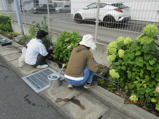 花ボラ7月 花ボラ7月