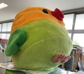 地区チケット