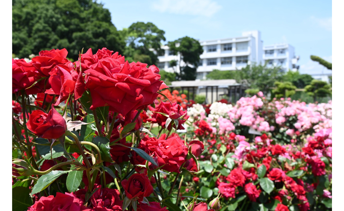 バラ園