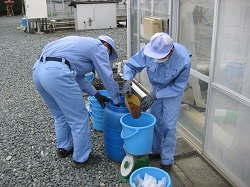 【生産科学】メロン　発酵土づくり１