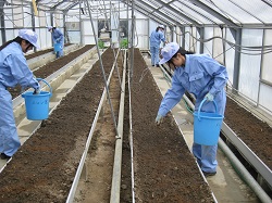【生産科学】メロン　発酵土づくり２