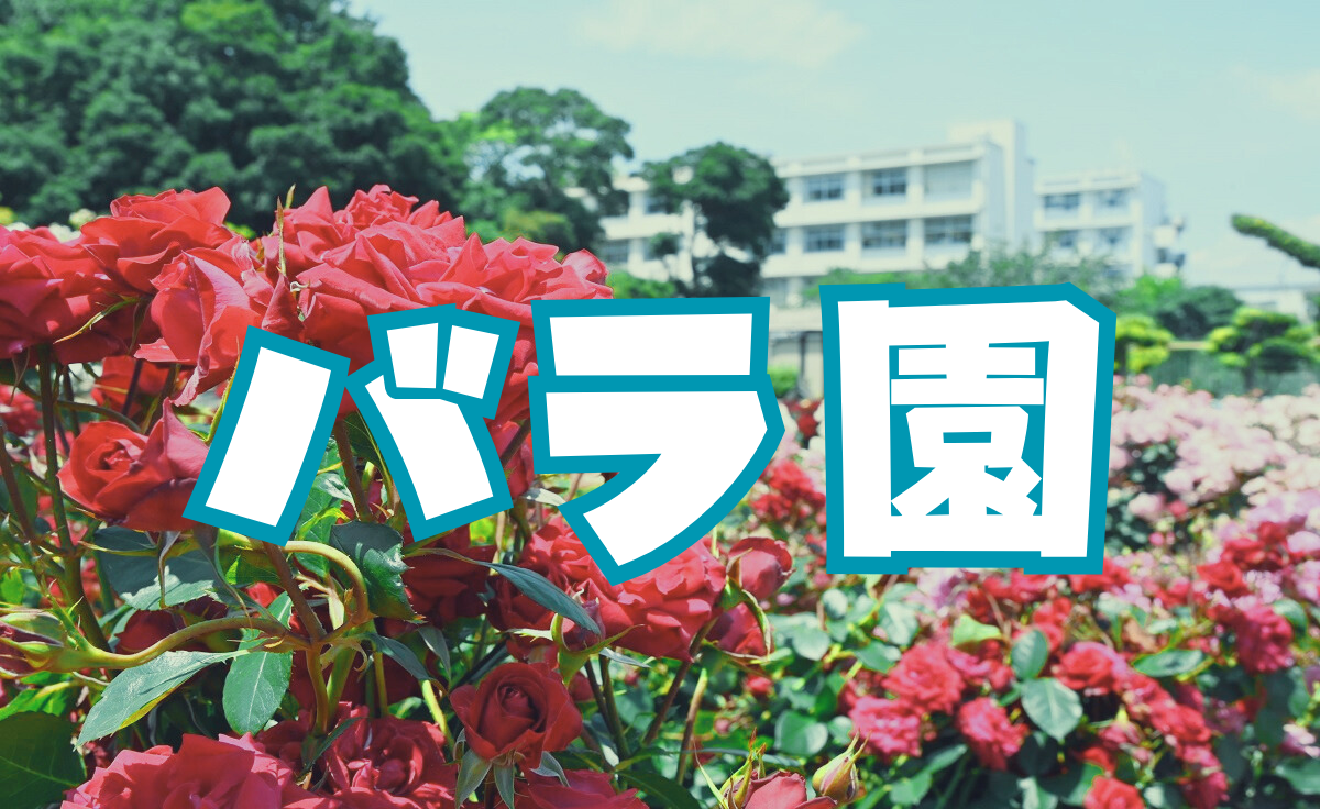 バラ園