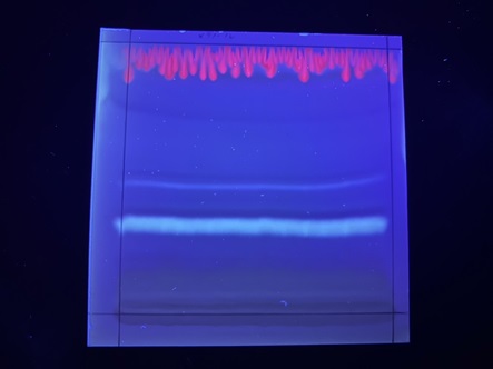 suginaTLC-1
