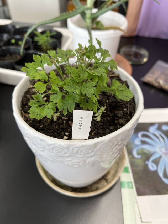 IMG_3049はぐま祭遠州ハグマ ennsyuuhaguma