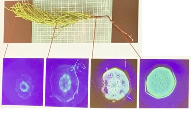 スギナ茎の蛍光 sugina